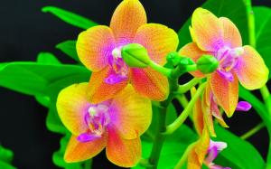 Orchids close-up, orange and red flower petals wallpaper thumb