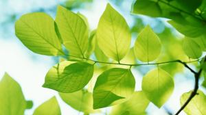 Green Leaves on a Branch wallpaper thumb