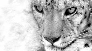 Leopard, Animals, Eyes, Starring, Photography, Black And White wallpaper thumb