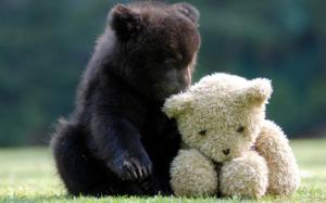 Lovely, Bear, Teddy bear, Meadow wallpaper thumb