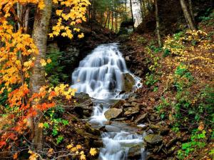Forest water stream wallpaper thumb