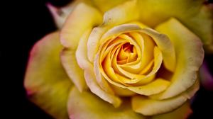 Macro Yellow Rose Flower HD wallpaper thumb