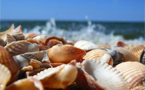 Shells on Beach wallpaper thumb
