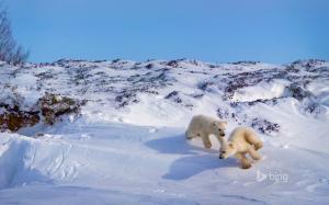 Polar bear Cubs Playing wallpaper thumb