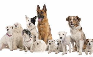 Pack of dogs on a white background wallpaper thumb