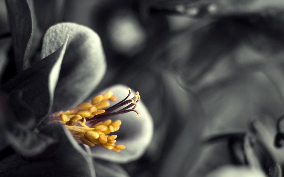 Touch Of Yellow wallpaper,artistic HD wallpaper,closeup HD wallpaper,photography HD wallpaper,black HD wallpaper,nature HD wallpaper,white HD wallpaper,beauty HD wallpaper,flowers HD wallpaper,3d & abstract HD wallpaper,1920x1200 wallpaper