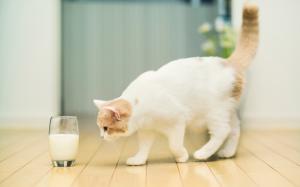Cat want to drink milk wallpaper thumb