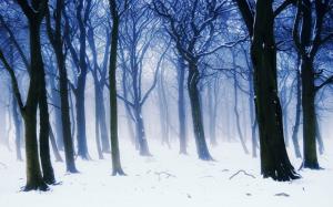 Winter forest scenery, fog, trees, branches, white snow wallpaper thumb