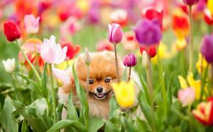 The dog in the tulip garden wallpaper thumb