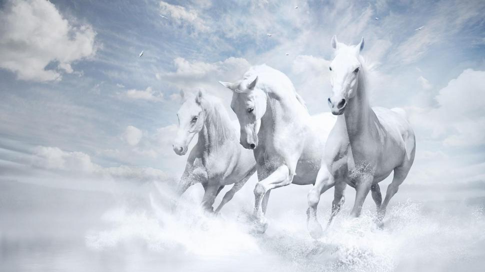 Three White Horses Running wallpaper,animals HD wallpaper,horse HD wallpaper,white HD wallpaper,clouds HD wallpaper,1920x1080 wallpaper