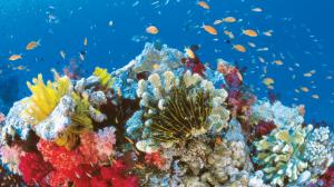 High Resolution Jpeg Great Barrier Reef wallpaper thumb