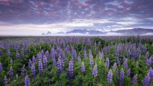 Lupines, Iceland, flowers wallpaper thumb