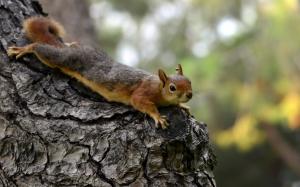 Animal squirrel wallpaper thumb