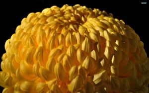 Sallow Chrysanthemum wallpaper thumb