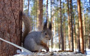 Squirrel in winter wallpaper thumb