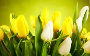 Flowers close-up, tulips, white, yellow wallpaper thumb