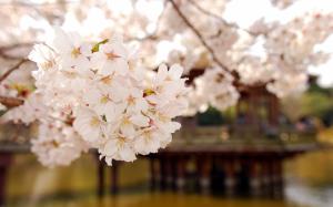 Cherry Blossom Flower Bokeh HD wallpaper thumb