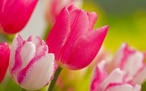 Pink tulips wallpaper thumb