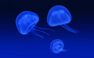 Floating Jellyfish wallpaper thumb