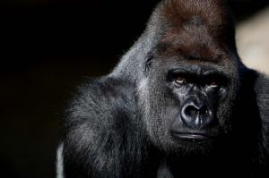 Gorilla, Black, Photography, Animal wallpaper thumb