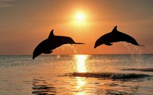 1920×1200 Silhouette Dolphins High Definition Nature s wallpaper thumb