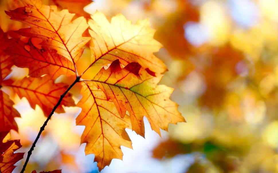 Autumn leaves close-up wallpaper,photography HD wallpaper,2560x1600 HD wallpaper,leaf HD wallpaper,tree HD wallpaper,autumn HD wallpaper,2560x1600 wallpaper