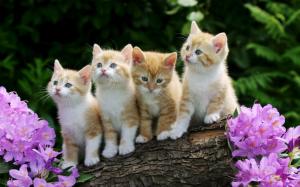 Four Kittens on a Log wallpaper thumb