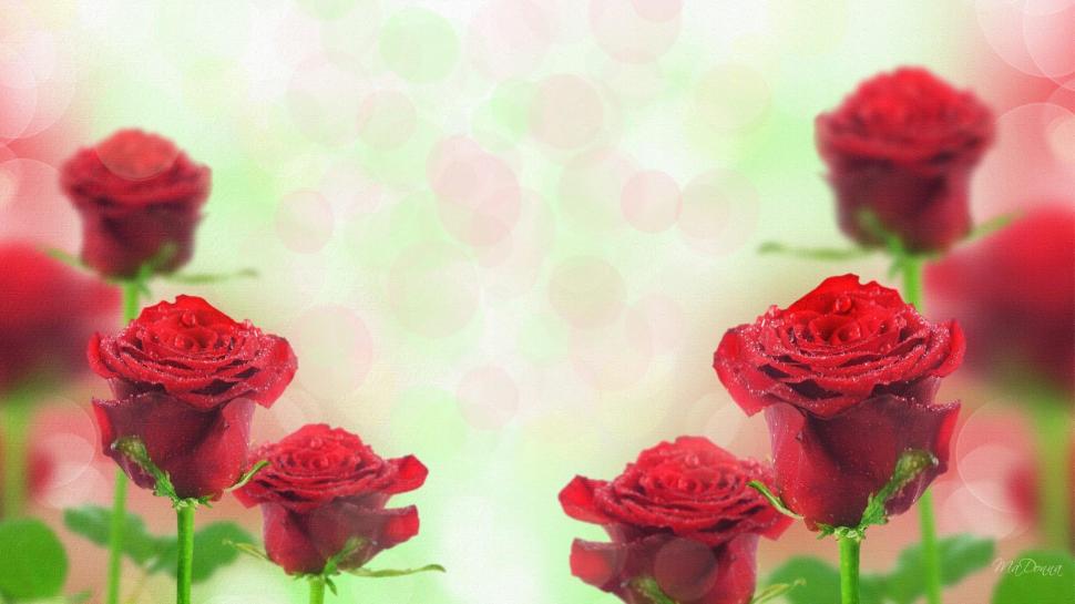 Roses Red wallpaper,firefox persona HD wallpaper,leaves HD wallpaper,anniversary HD wallpaper,flowers HD wallpaper,love HD wallpaper,valentines day HD wallpaper,rose HD wallpaper,bokeh HD wallpaper,rain HD wallpaper,3d & abs HD wallpaper,1920x1080 wallpaper