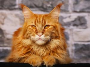 Orange cute cat close-up, eyes, ears, whiskers wallpaper thumb