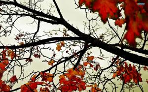 When Autumn Leaves Fall wallpaper thumb