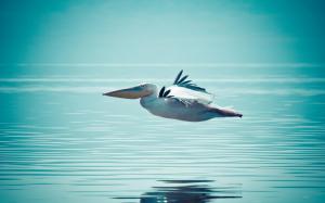 Beautiful Bird Pelican Flying Water wallpaper thumb