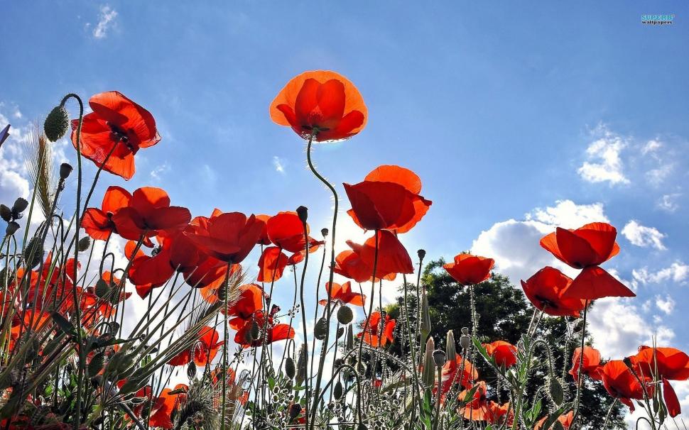 Poppies Singing To The Sky wallpaper,flowers HD wallpaper,spring HD wallpaper,lovely HD wallpaper,nature HD wallpaper,poppies HD wallpaper,petals HD wallpaper,nature & landscapes HD wallpaper,1920x1200 wallpaper