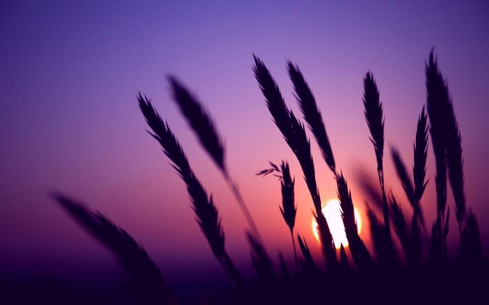 Evening, sunset, purple sky, grass silhouette wallpaper,Evening HD wallpaper,Sunset HD wallpaper,Purple HD wallpaper,Sky HD wallpaper,Grass HD wallpaper,Silhouette HD wallpaper,1920x1200 wallpaper