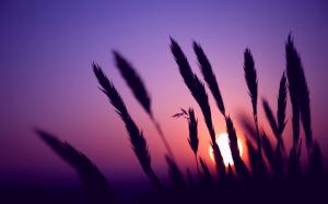 Evening, sunset, purple sky, grass silhouette wallpaper thumb