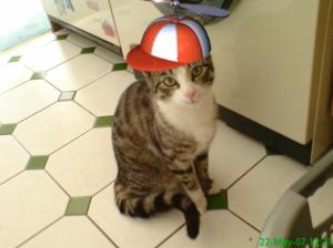 Cat In A Hat wallpaper thumb