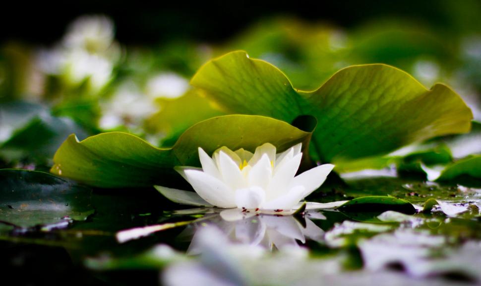 White Lotus wallpaper,mazare alexandru HD wallpaper,water lily HD wallpaper,nature HD wallpaper,lotus HD wallpaper,white lotus HD wallpaper,beautiful HD wallpaper,flowers HD wallpaper,3d & abstract HD wallpaper,2560x1522 wallpaper