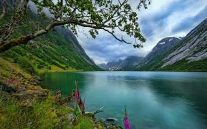 Nature, Landscape, Lake, Wildflowers, Trees, Norway, Summer, Water wallpaper thumb