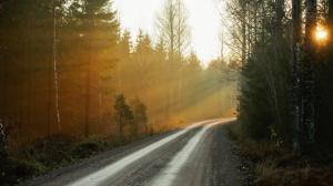 Morning, forest, road, fog, sunrise wallpaper thumb