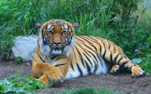 Tiger, predator, grass wallpaper thumb