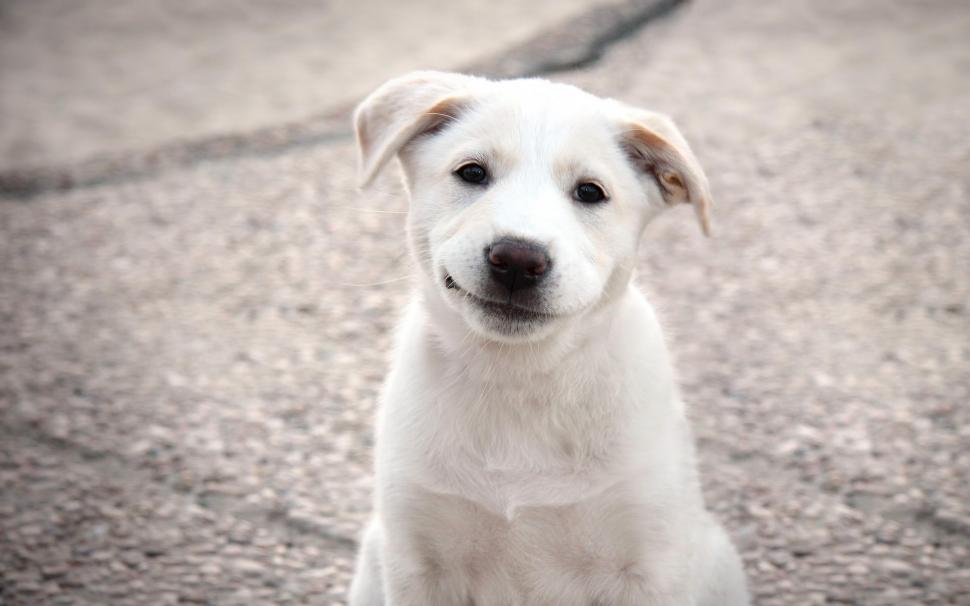 Puppy, White Dog, Cute, Pet, Animals wallpaper,puppy HD wallpaper,white dog HD wallpaper,cute HD wallpaper,pet HD wallpaper,1920x1200 wallpaper