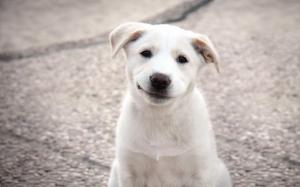 Puppy, White Dog, Cute, Pet, Animals wallpaper thumb