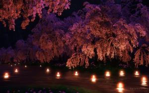 Cherry Blossom Flowers Pink Night Lights CG HD wallpaper thumb