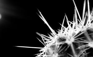 Cactus BW Thorns HD wallpaper thumb