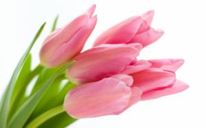 Pink Tulips Background wallpaper thumb