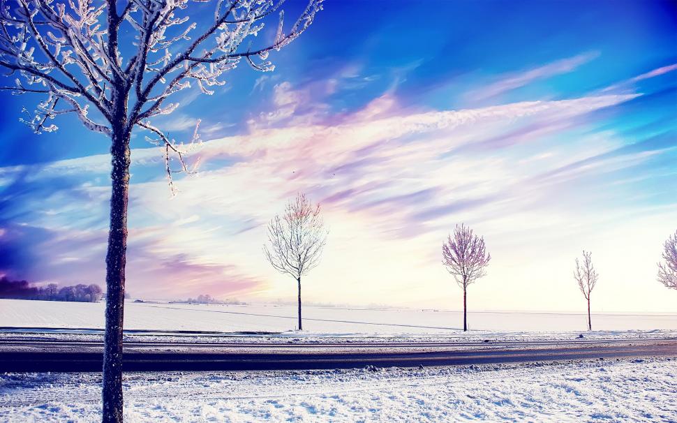Snow Winter Trees wallpaper,snow HD wallpaper,trees HD wallpaper,winter HD wallpaper,2560x1600 wallpaper