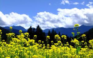Mountains Clouds Landscapes Nature Trees Flowers Yellow Skies High Quality wallpaper thumb
