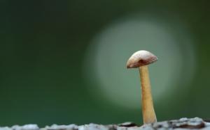 Mushroom Fungus Macro HD wallpaper thumb