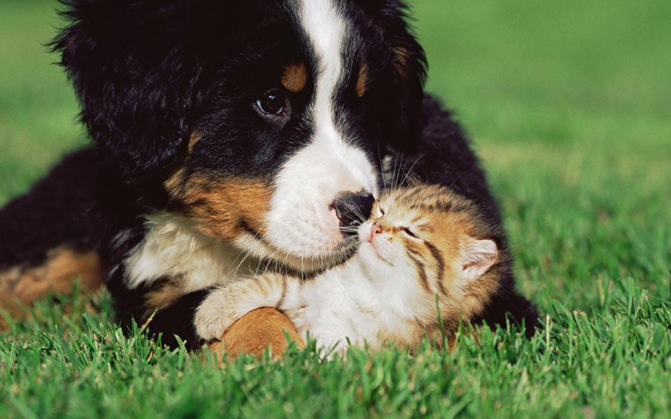 Dog to take care of a small cat wallpaper,Dog HD wallpaper,Care HD wallpaper,Small HD wallpaper,Cat HD wallpaper,1920x1200 wallpaper