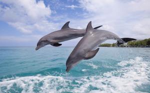 Bottlenose dolphins, beautiful jumping, Bay Island of Honduras wallpaper thumb
