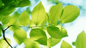 Green leaves of spring wallpaper thumb
